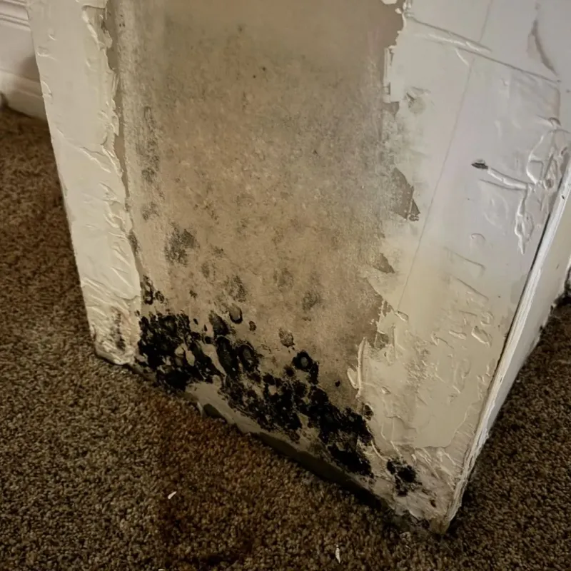 Professional Mold Removal in Nashville, AR
